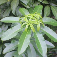 Alstonia scholaris (L.) R.Br.